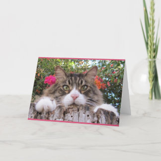 Tabby-Katze auf Baum-Stumpf mit Bouganvilla Karte