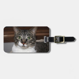 Tabby-Katze, die Sie betrachtet Gepäckanhänger