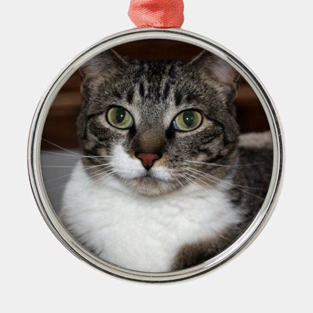 Tabby-Katze, die Sie Foto betrachtet Ornament Aus Metall (Vorne)