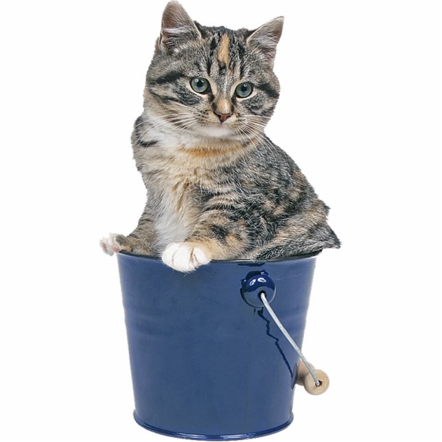 Tabby-Katze Freistehende Fotoskulptur (Vorne)