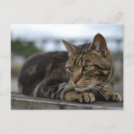 Tabby-Katze für Action in Devon Postkarte