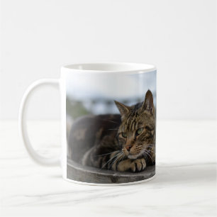 Tabby-Katze handlungsbereit Kaffeetasse