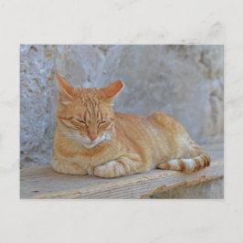 Tabby-Katze in Dubrovnik Postkarte