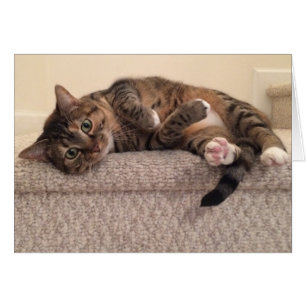 Tabby-Katze, Karte