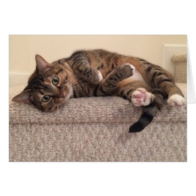 Tabby-Katze, Karte (Vorderseite (Horizontal))