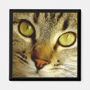 Tabby-Katze - Magnet