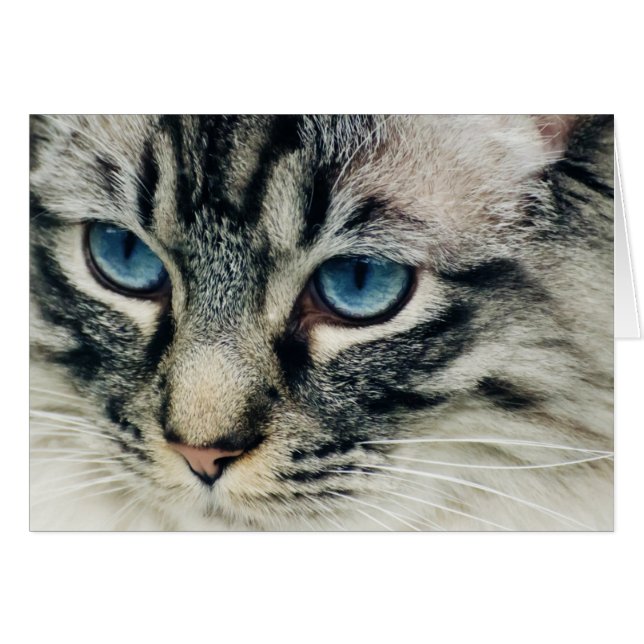 Tabby-Katze mit blauem Auge geschlossen (Vorderseite (Horizontal))