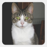 Tabby-Katze mit großen grünen Augen
