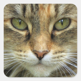 Tabby-Katze mit Portraitaufkleber mit grünen Augen Quadratischer Aufkleber