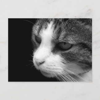 Tabby Katze Schwarz-Weiß-Portrait - Tierische Post Postkarte