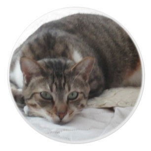 Tabby-Katzen-kundenspezifischer Keramik-Griff Keramikknauf