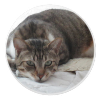 Tabby-Katzen-kundenspezifischer Keramik-Griff Keramikknauf