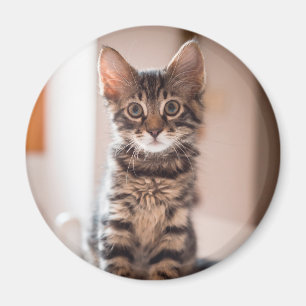 Tabby Kitten auf dem Tisch Magnet