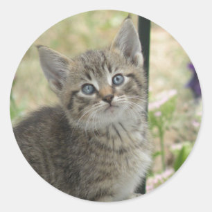 Tabby-Kitten-Aufkleber Runder Aufkleber
