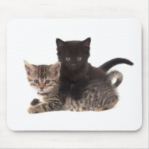 tabby kitten black kitten mousepad