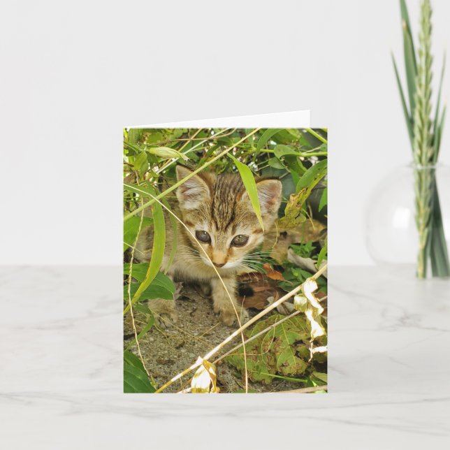 Tabby Kitten Dankeskarte (Vorderseite)