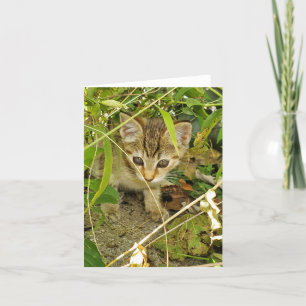 Tabby Kitten Dankeskarte
