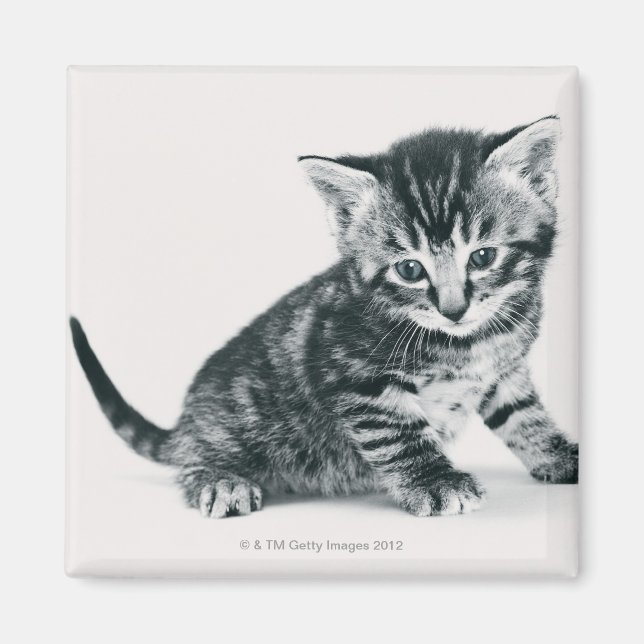 Tabby Kitten Magnet (Vorne)