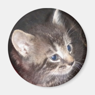 Tabby Kitten-Magnet Magnet