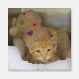 Tabby Kitten mit Teddy Bear Magnet