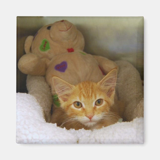 Tabby Kitten mit Teddy Bear Magnet (Vorne)