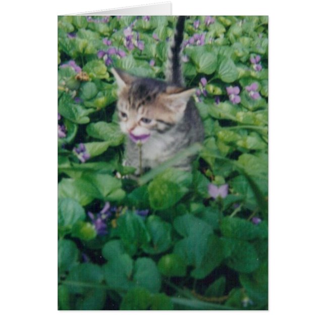Tabby Kitten mit violettem Lächeln (Vorne)