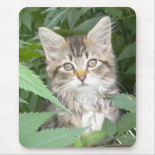 Tabby Kitten Mousepad