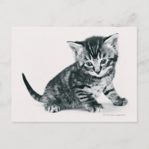 Tabby Kitten Postkarte