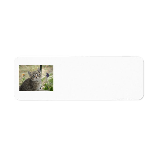 Tabby Kitten Rücksendeadressen-Aufklebers (Vorne)