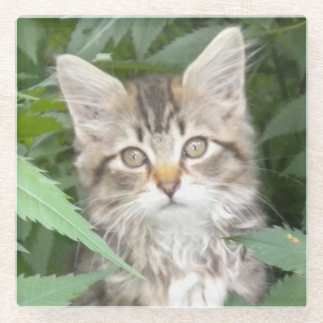 Tabby Kitten Sandstone Untersetzer (Vorderseite)