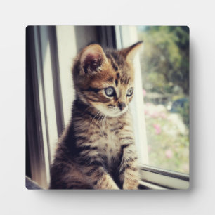 Tabby Kitten Watching Fotoplatte