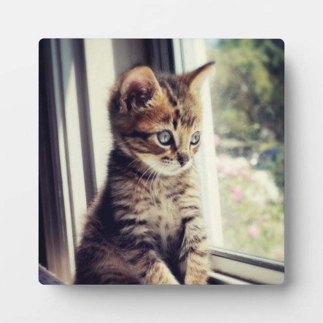 Tabby Kitten Watching Fotoplatte (Vorderseite)