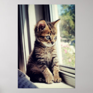 Tabby Kitten Watching Poster