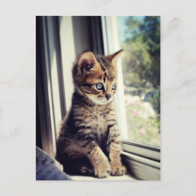Tabby Kitten Watching Postkarte (Vorderseite)