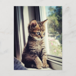 Tabby Kitten Watching Postkarte