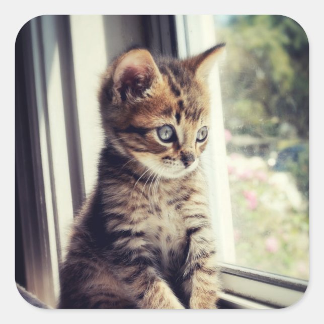 Tabby Kitten Watching Quadratischer Aufkleber (Vorderseite)