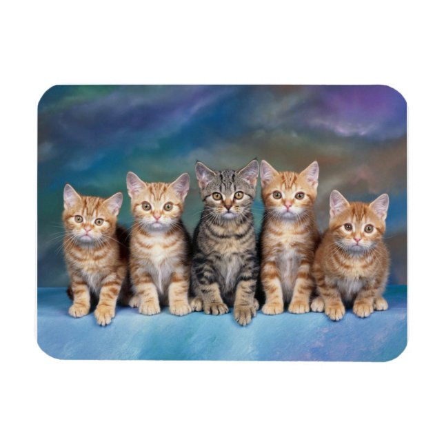 Tabby Kittens in einem Row Magnet (Horizontal)