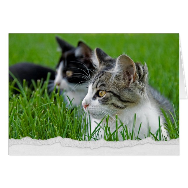 Tabby Kittens in Gras zum Nachdenken (Vorderseite (Horizontal))