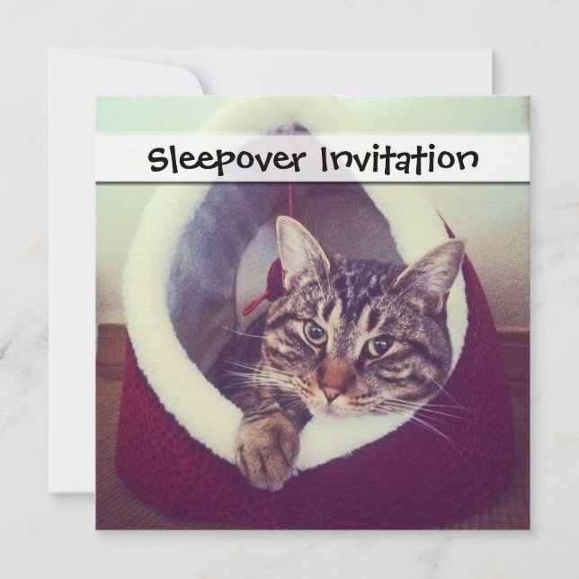Tabby Kitty in Hütte Nah-Up Foto Einladung (Vorderseite)