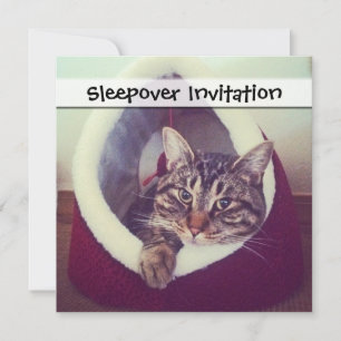 Tabby Kitty in Hütte Nah-Up Foto Einladung