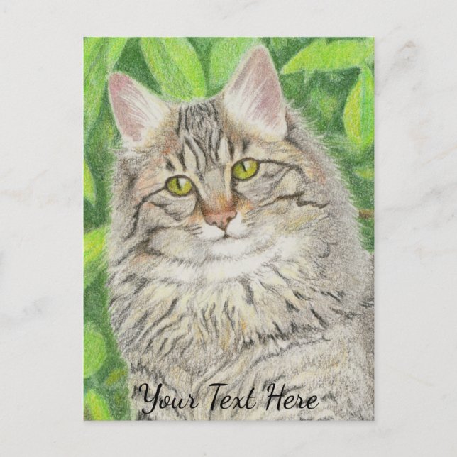 Tabby Longhair Postkarte (Vorderseite)