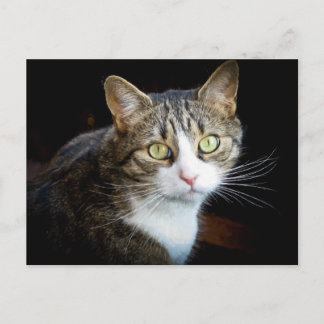 Tabby Postkarte