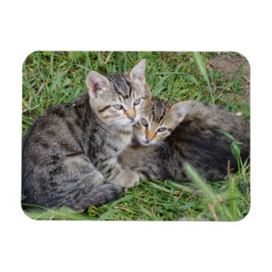 Tabby Sisters 3"x4"-Magnet Magnet