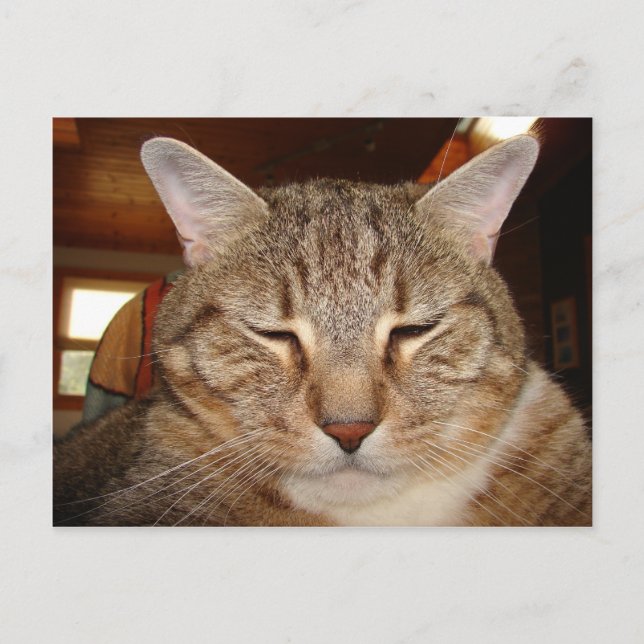 Tabby Tiger Cat Postkarte (Vorderseite)