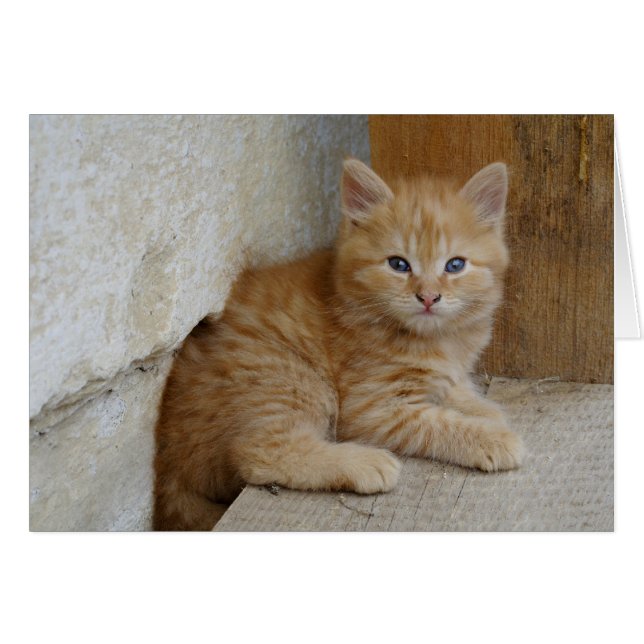 Tabby Tomcat Kitten (Vorderseite (Horizontal))