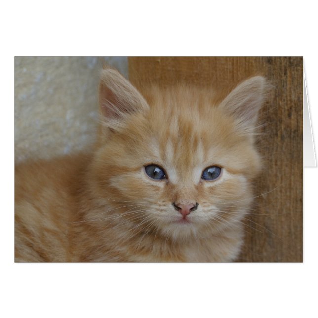 Tabby Tomcat Kitten (Vorderseite (Horizontal))