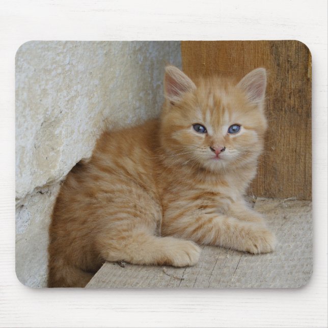 Tabby Tomcat Kitten Mousepad (Vorne)