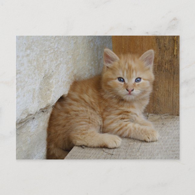 Tabby Tomcat Kitten Postkarte (Vorderseite)
