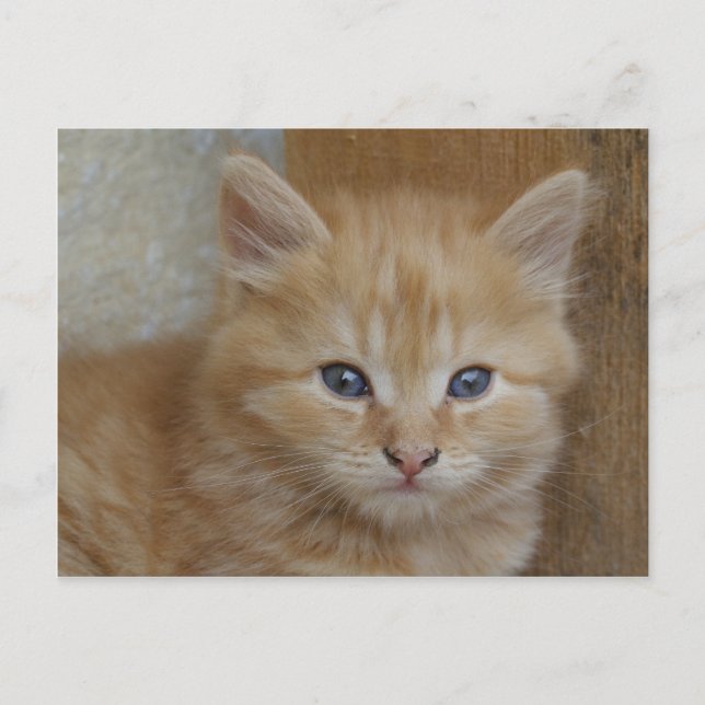 Tabby Tomcat Kitten Postkarte (Vorderseite)