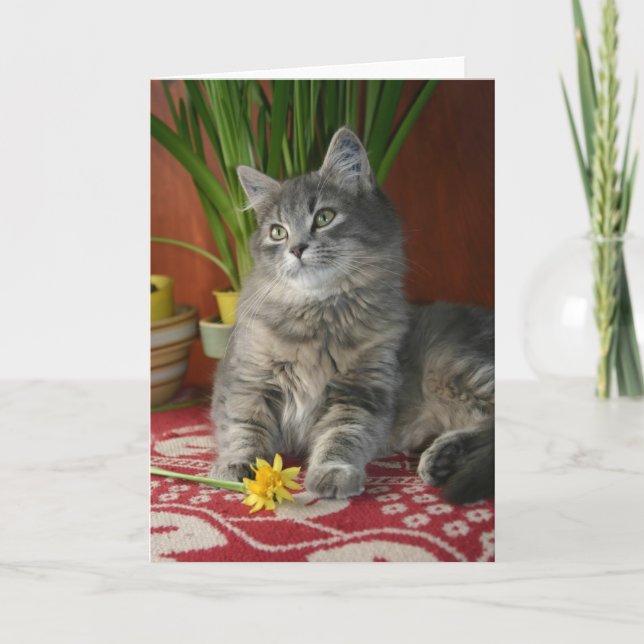 Tabby u. Narzissen Notecard Karte (Vorderseite)